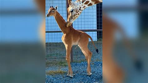 Ohne Fellzeichnung Giraffe Ohne Flecken Geboren STERN De