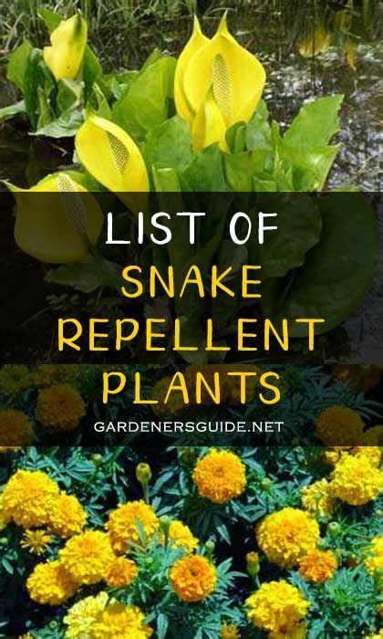 List Of Snake Repellent Plants Snake Repellant Plants Plants Garden