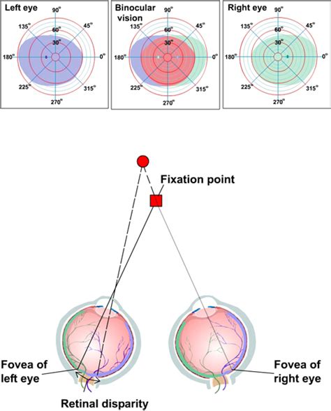 Visual Processing Eye And Retina Section Chapter Neuroscience