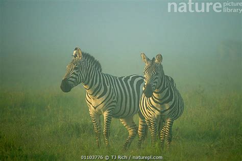 Stock Photo Of Common Zebras Equus Quagga Misty Morning Masai Mara