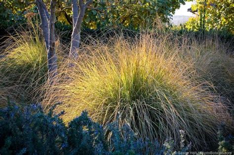 Environmental Benefits of Perennial Grasses - Summer-Dry | Celebrate ...