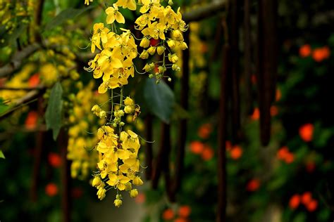 Cassia Flowers Tree - Free photo on Pixabay - Pixabay