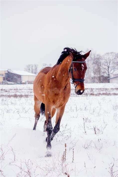 Portrait of Horse Running in the Snow Stock Photo - Image of close ...