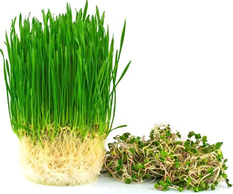 Wheatgrass Seeds Hard Red Winter Wheat Non Gmo Chemical Free High Germination