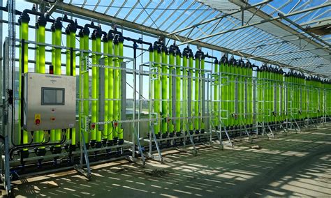 New Study Shows How Microalgae Could Be Crucial To Circular Economy