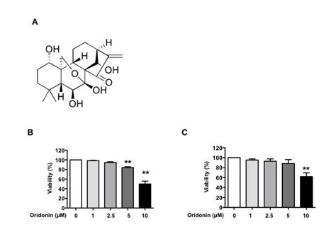 The Cytotoxic Effect Of Oridonin On Human Lung Cancer Cells And