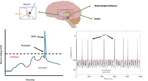 Color Online Schematic Diagram Of A Brain Network And A Neuron Spikes