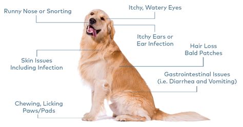 Pet Parent How To Recognise Allergy Symptoms Nextmune