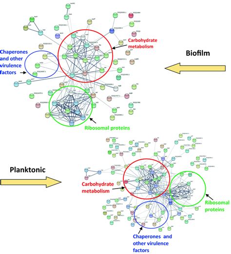 Functional Protein Association Networks Of P Intermedia Proteome From