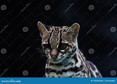 Female Margay Leopardus Wiedii Early Morning In Forest In Csota Rica