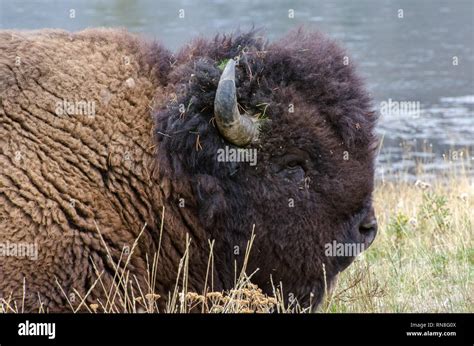 Bull Bison Lying Hi Res Stock Photography And Images Alamy