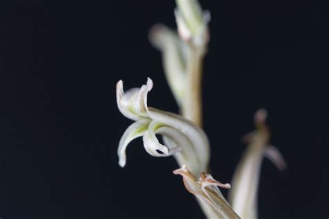 Does Haworthia Bloom How When