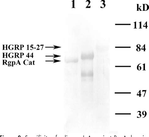 Figure 2 from Arg-gingipain a Dna Vaccine Prevents Alveolar Bone Loss ... 