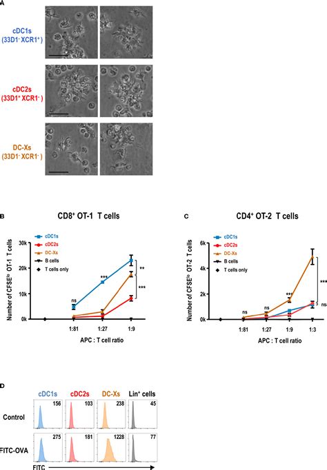 Frontiers Granulocyte Macrophage Colony Stimulating Factor Produces A