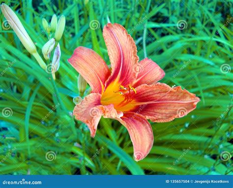 Close Up Of A Single Red Day Lily Hemerocallis Fulva In Full Bloom