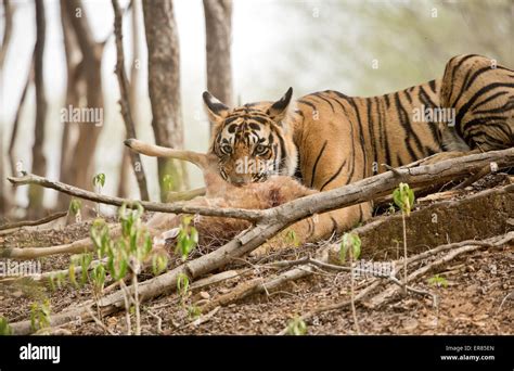 Tiger eating prey hi-res stock photography and images - Alamy