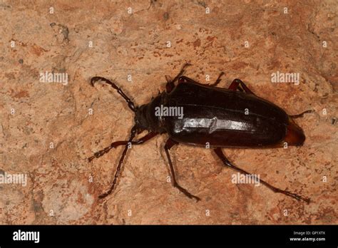 Palo Verde Beetle. Arizona. USA Stock Photo - Alamy