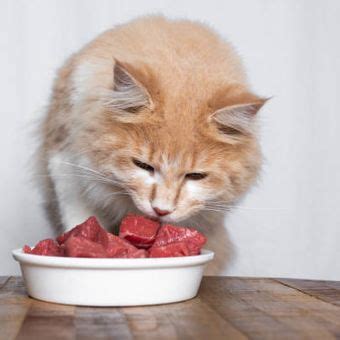 Foto Bolehkah Kucing Makan Nasi Ini Penjelasan Selengkapnya Halaman