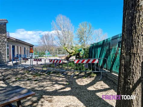 Foto Albero Crollato Nel Giardino Di Una Scuola Di Nuovo