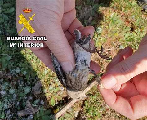 Investigan A Un Vecino De La Carolina Por La Caza Ilegal De Aves