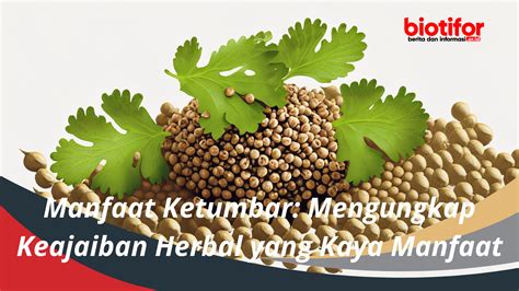 Manfaat Ketumbar Mengungkap Keajaiban Herbal Kaya Manfaat Biotifor