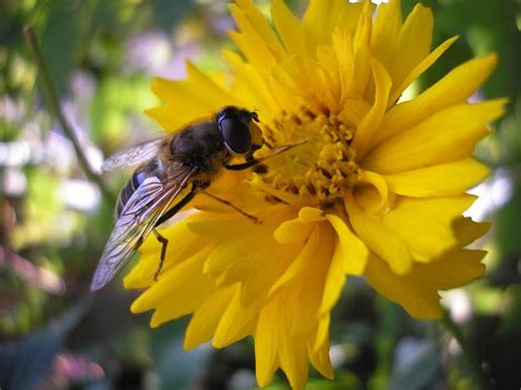 Hoverfly Pollination Insect - Free photo on Pixabay - Pixabay