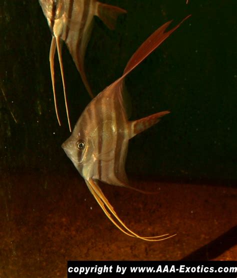 Pterophyllum Altum Rio Uaupes