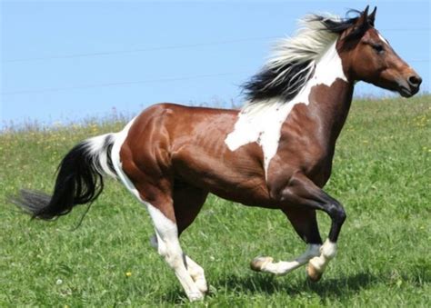 Paint Horse Lifespan: How Long Does This Horse Breed Live?