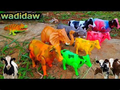 Wadidaw Menemukan Sapi Warna Warni Sapi Lucu Sapi Moo Kerbau Lucu