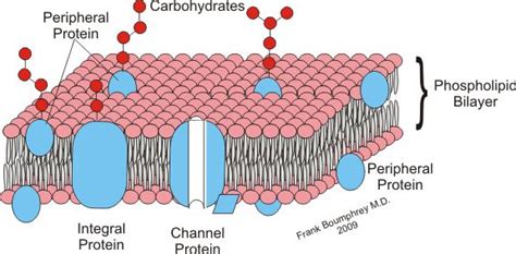 Peripheral membrane proteins are non-permanently attached to the plasma ...