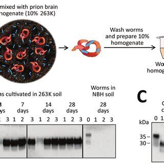 Detection Of Prion Protein Prp Sc Attached To Earthworms By Pmca And