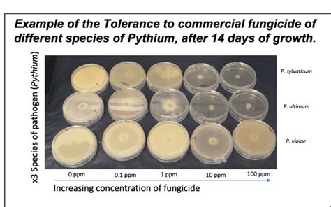 What is Pythium? | Fa Bio