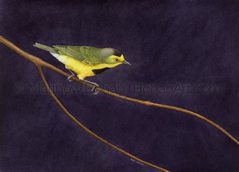 bohan art