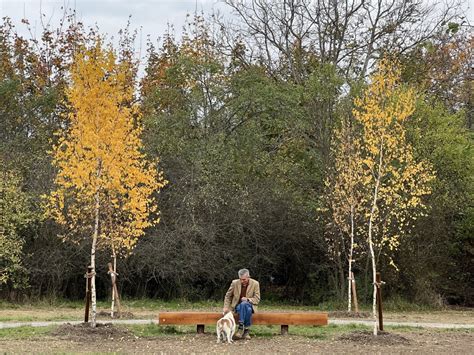 Plantați în amintire primul parc de mesteceni amenajat în memoria