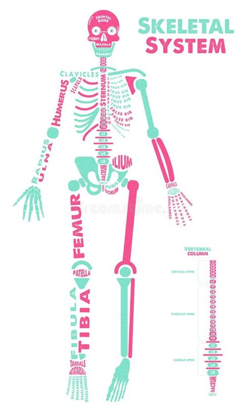 Skeletachtige Systeemaffiche Didactische Raad Van Anatomie Van