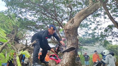 Brimob Bone Terjun Evakuasi Pohon Tumbang Di Gatot Subroto Bonepos