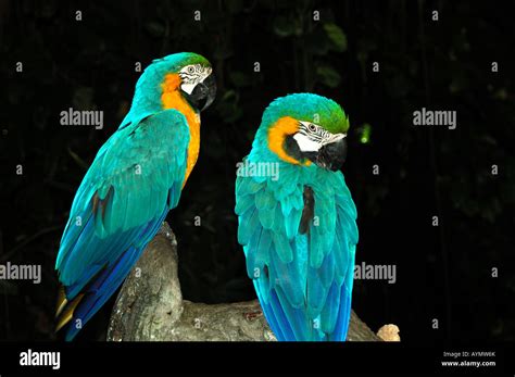 Blue and yellow macaws Stock Photo - Alamy