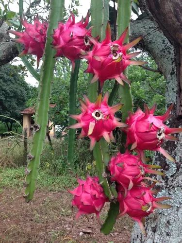 Pitaya Casca Vermelha Polpa Branca Mudas Produz Em Um Ano Venda Em