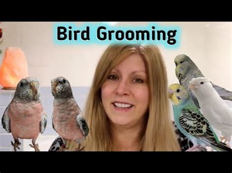 How To Tell If Your Birds Nails And Beak Needs Trimming Grooming Your