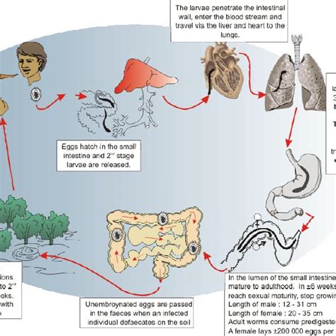 Ascaris Lumbricoides Life Cycle - nokil