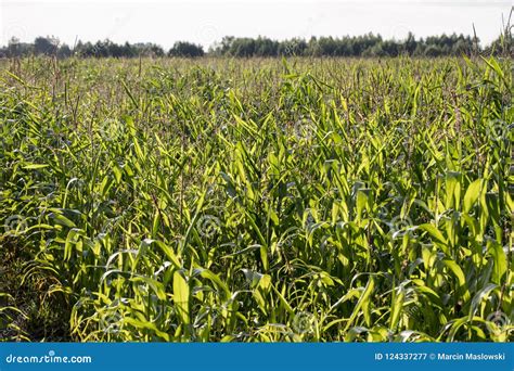 Corn Field Green Corn Plants Stock Image Image Of Blue Aerial