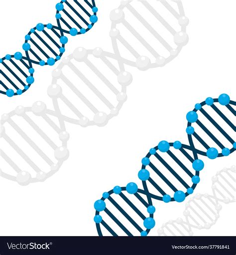 Dna Strands Royalty Free Vector Image VectorStock