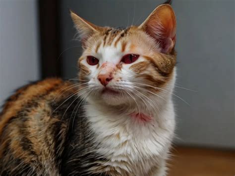 Cat Dermatitis: From Allergic Reactions to Skin Mite Infestations