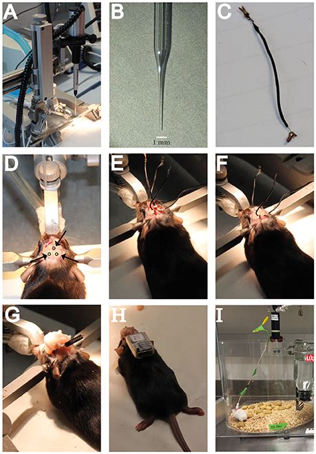 Frontiers A Standardized Protocol For Stereotaxic Intrahippocampal