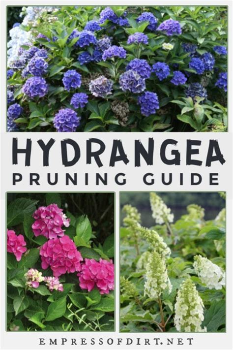 Hydrangea Pruning Guide For Beginners Empress Of Dirt