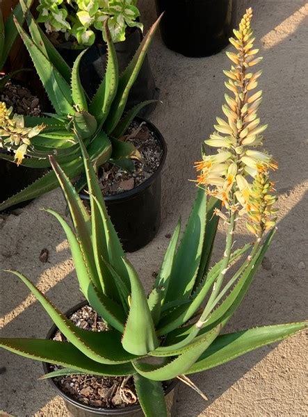 Aloe Fizz Pop 15cm Cnd Nursery