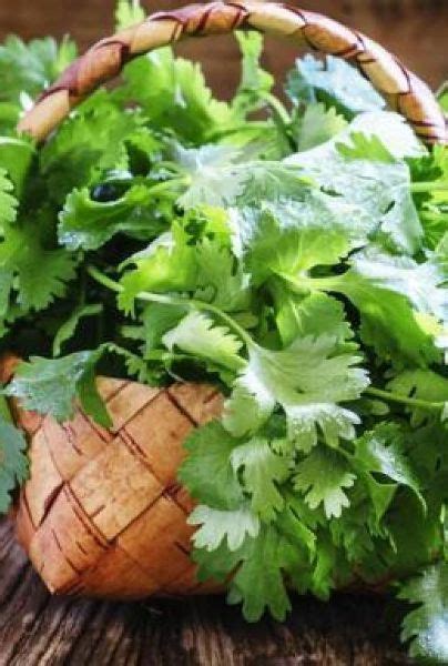 Tips Claves Para Conservar Cilantro Fresco Por M S Tiempo Mui Kitchen