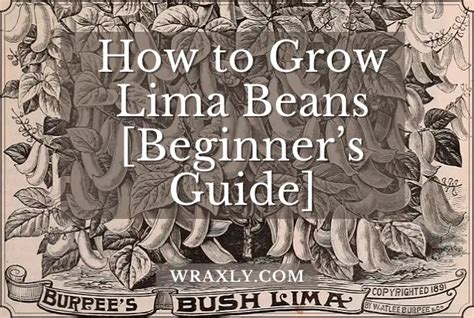 How To Grow Lima Beans Beginners Guide Wraxly