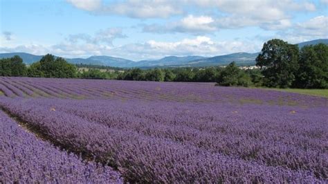 Provence Lavender Tour - a unique tour that explores the off the beaten ...