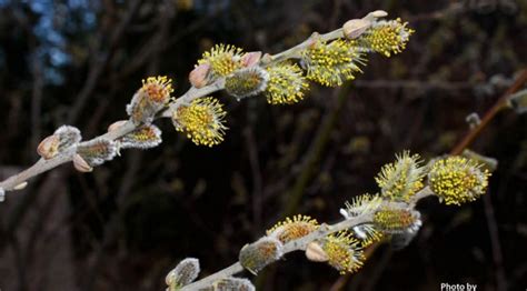 Salix Lasiolepis Arroyo Willow Medicinal Uses Charles W Kane